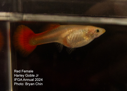 female guppy red